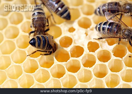 
                Honigwabe, Wabe, Honigbienen                   