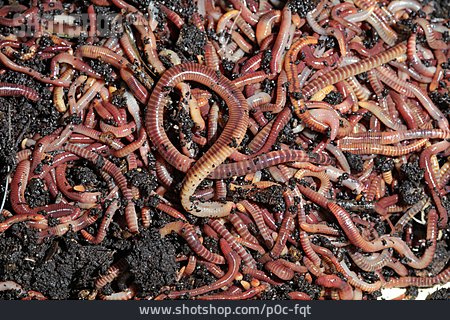 
                Redworm                   