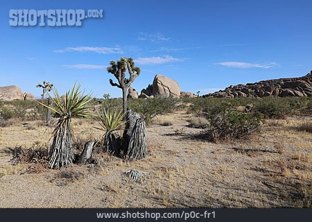 
                Mojave-wüste, Joshua Tree Nationalpark                   
