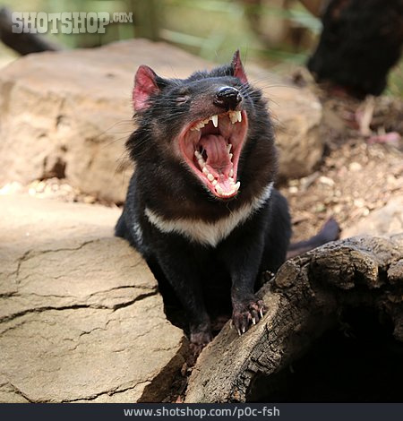 
                Tasmanischer Teufel                   