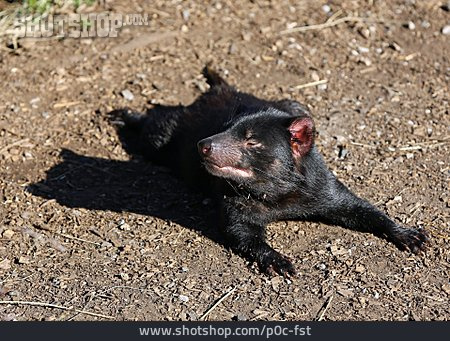 
                Beuteltier, Tasmanischer Teufel                   