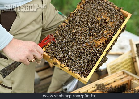 
                Bienenzucht, Honigwabe, Honigbienen                   