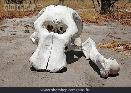 
                Tierschädel, Elefantenschädel                   