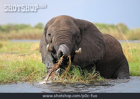
                Elefant                   