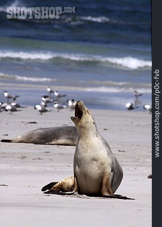 
                Seelöwe, Seal Bay                   