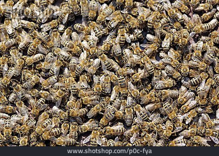 
                Bienen, Honigbienen                   