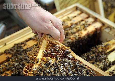 
                Bienenstock, Honigwabe, Honigbienen                   