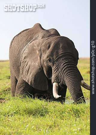 
                Elefant, Chobe Nationalpark                   