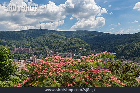 
                Heidelberg                   