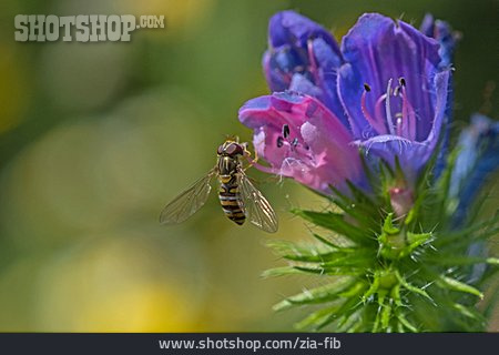 
                Hainschwebfliege                   