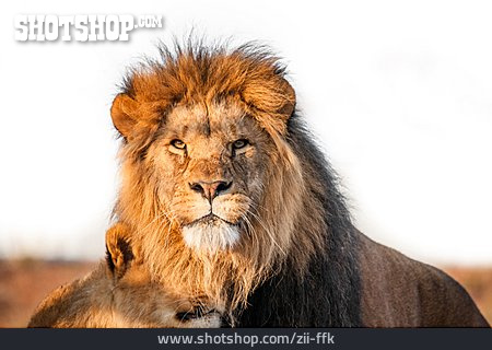 
                Löwin, Löwenbaby                   