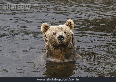 
                Baden, Grizzlybär                   
