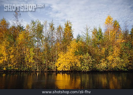 
                Wald, Herbst, Goldener Oktober                   