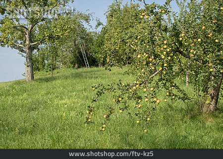 
                Landwirtschaft, Apfelbaum, Streuobstwiese                   