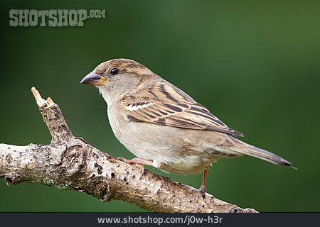 
                House Sparrow                   