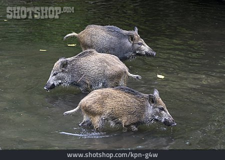 
                Wildschweine                   
