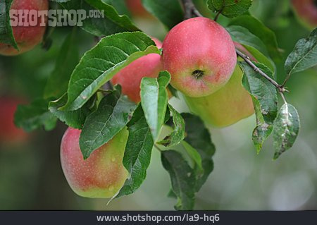 
                äpfel, Malus Domestica, Braeburn                   