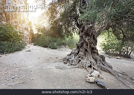 
                Olivenbaum, Kreta                   