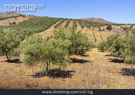 
                Olivenplantage, Olivenbäume                   