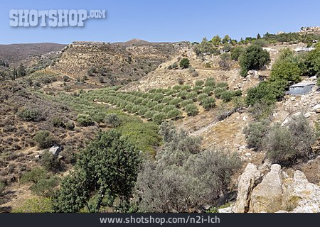 
                Kreta, Olivenplantage                   