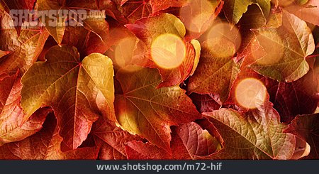 
                Herbstlaub, Ahornblätter                   