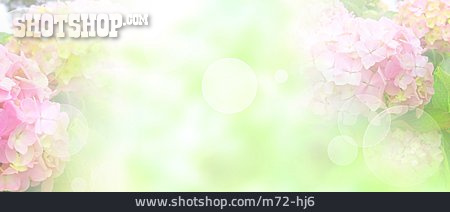 
                Frühling, Hortensienblüte, Sonnig                   