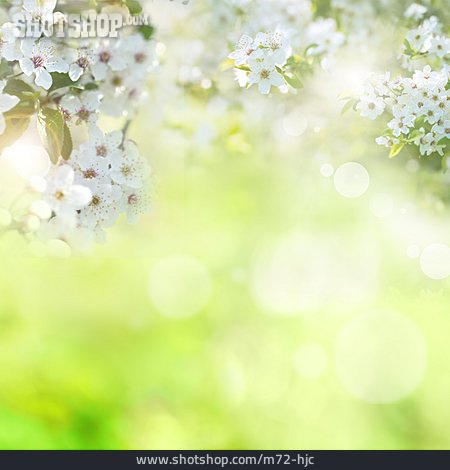 
                Hintergrund, Sonnig, Kirschblüten                   