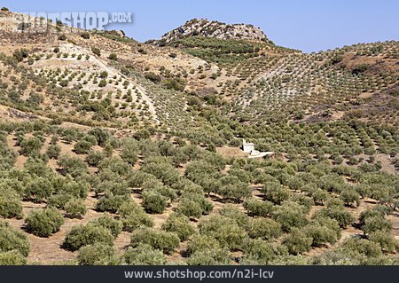 
                Olivenplantage                   