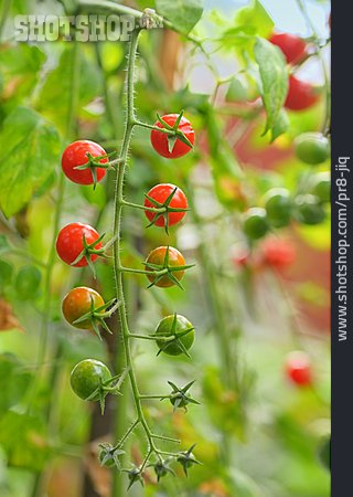 
                Tomatenrispe                   