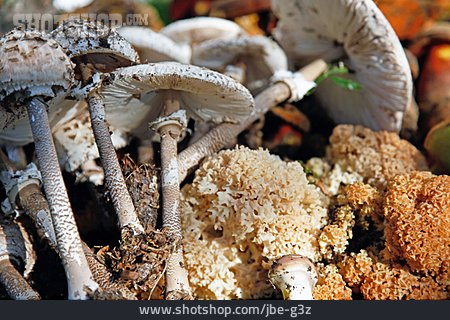 
                Pilze, Waldpilz, Fruchtkörper, Mykologie                   