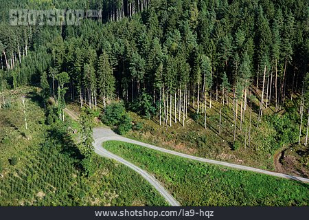 
                Forstwirtschaft, Fichtenwald                   