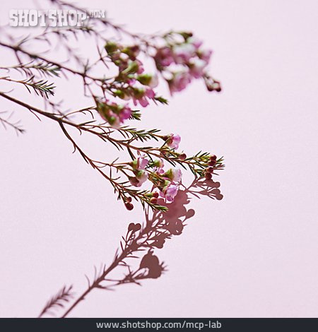 
                Blüte, Hakige Chamelaucium                   