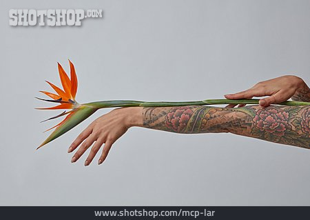
                Tattoo, Paradiesvogelblume, Floral                   