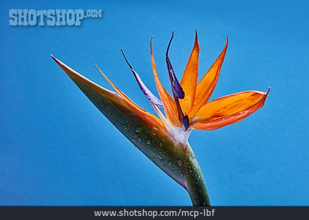 
                Paradiesvogelblume, Strelitzia                   