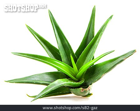 
                Aloe Vera                   