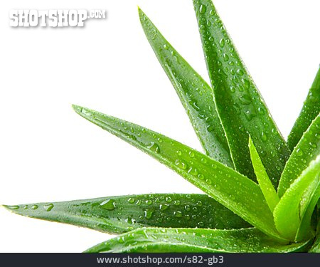 
                Wassertropfen, Aloe Vera                   