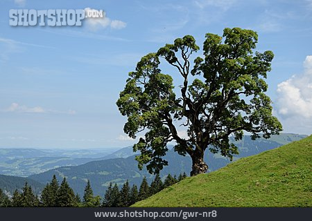 
                Baum, Vorarlberg                   