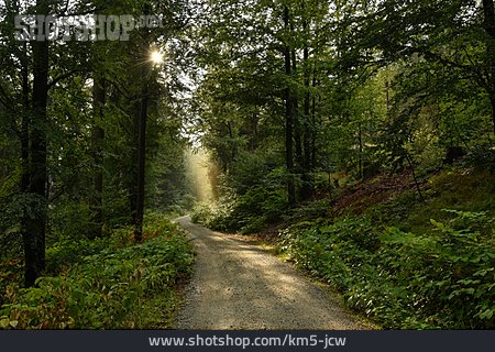 
                Waldweg, Naturpark Fichtelgebirge                   