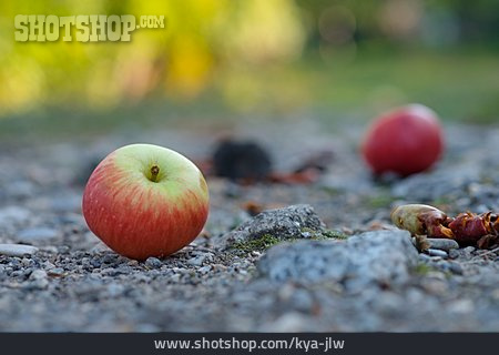 
                Fallobst, äpfel                   
