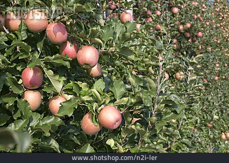 
                äpfel, Apfelanbau                   