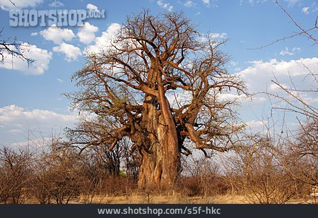 
                Affenbrotbaum, Baobab                   