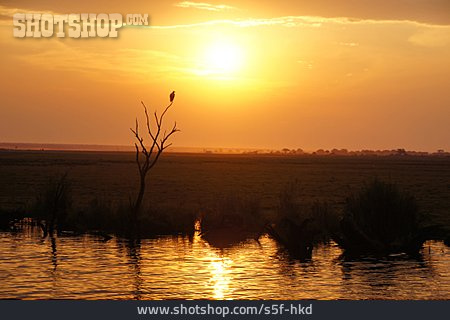 
                Silhouette, Abendstimmung, Okavango                   