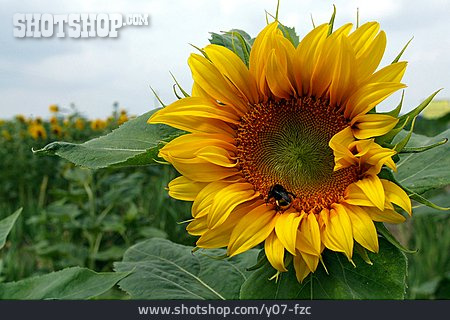 
                Honigbiene, Sonnenblumenblüte                   