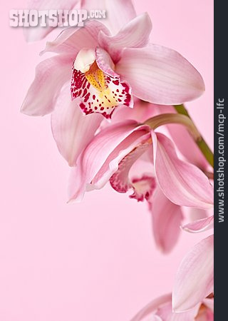 
                Exotisch, Orchidee                   