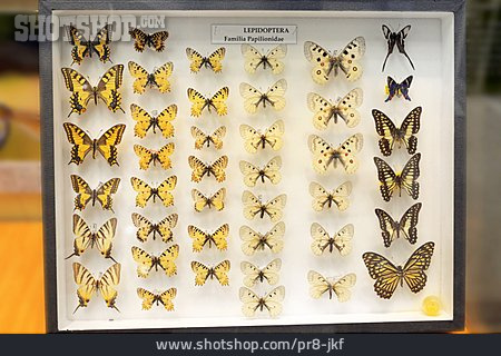 
                Schmetterlinge, Insektenkunde, Entomology                   