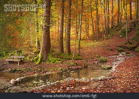 
                Herbstwald, Herbstfärbung, Goldener Herbst                   