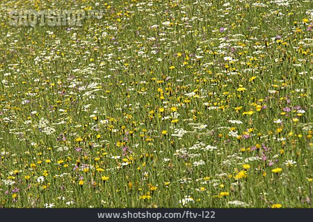 
                Blumenwiese, Wildblumen                   