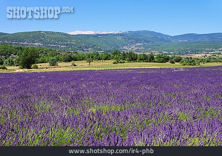 
                Frankreich, Provence, Lavendelfeld                   