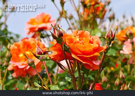 
                Rose, Strauchrose                   