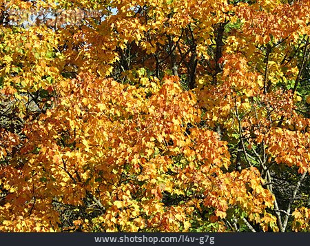 
                Herbstblätter, Herbstfärbung, Ahornlaub                   